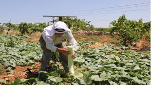 رقعة "المقاطعة الخليجية" للانتاج الزراعي اللبناني توسّعت...