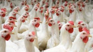 نداء الوطن : عودة خط التهريب إلى سوريا تُلهب أسعار الدجاج....التهريب ينعكس سلباً على البائع والمستهلك
