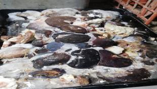 بالصور : مصلحة الاقتصاد جنوباً : محاضر ضبط ومصادرة 160 كيلو من اللحوم الفاسدة في سينيق الغازية