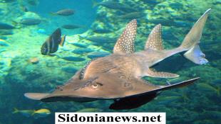 بالصور : وجود نادر لسمكة القيثارة القرشية Guitar  Shark المهددة بالانقراض في حديقة صيدون المائية قبالة ساحل مدينة صيدا