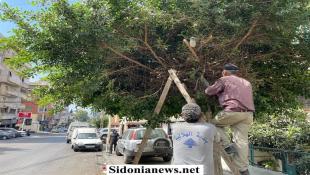 بالصور : بلدية الهلالية ومؤسسة أبو مرعي الخيرية تطلقان حملة لتشحيل الأشجار