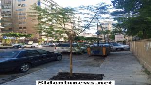 بالصور : تشجير ساحة القدس ... عمر مرجان يزرع الأمل الأخضر