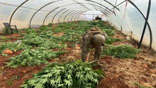 بالصور : الجيش اللبناني يضبط كمية من المخدرات ويتلف 14 خيمة مزروعة بالماريجوانا ويوقف 136 سوريًّا